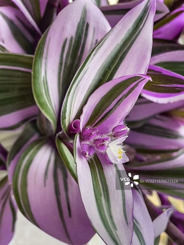 吊竹梅--为家宅带来吉祥，吊竹梅象征着每日翻新的红火生活图片素材