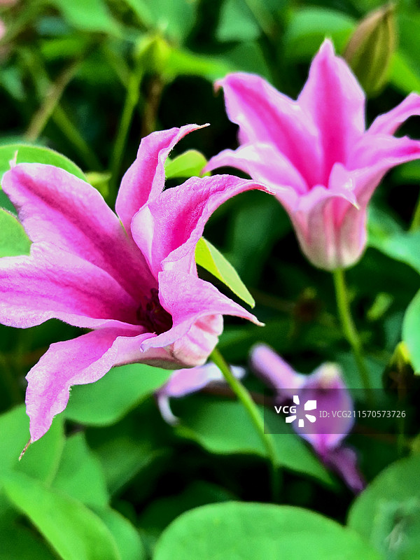 姹紫嫣红百花香，蜂蝶采蜜穿梭忙晨赏花园心陶醉，如画雄安赛天堂图片素材
