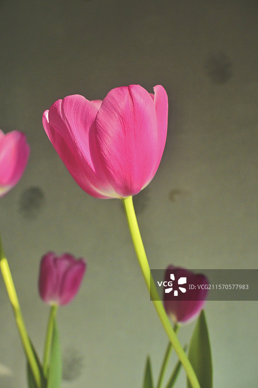 郁金香图片素材