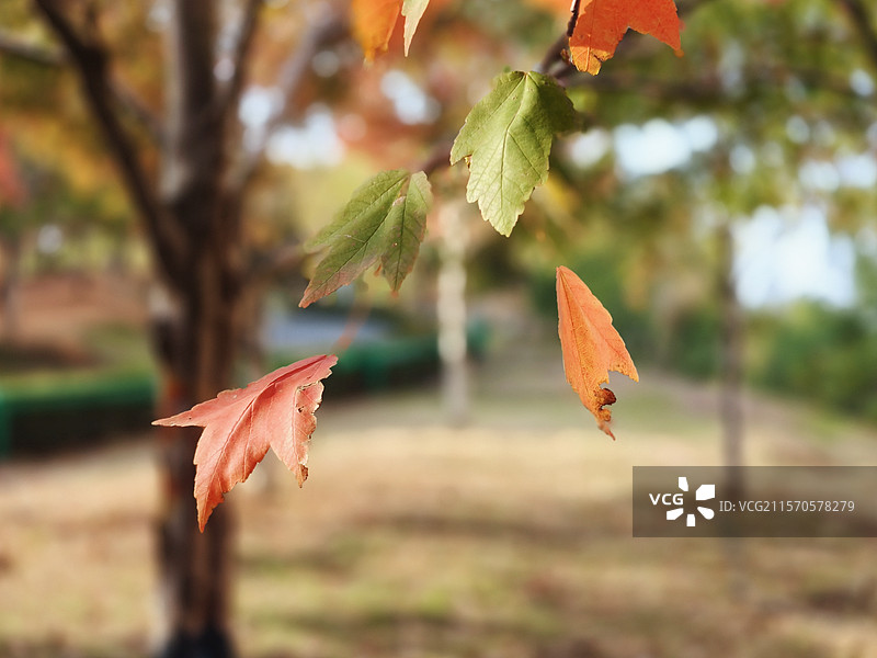 武汉文华学院的枫树枫叶图片素材