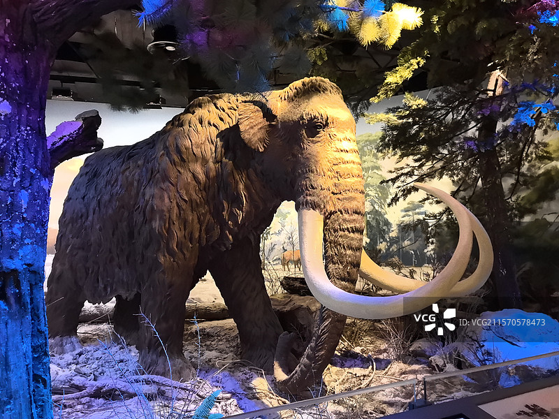 猛犸象图片素材