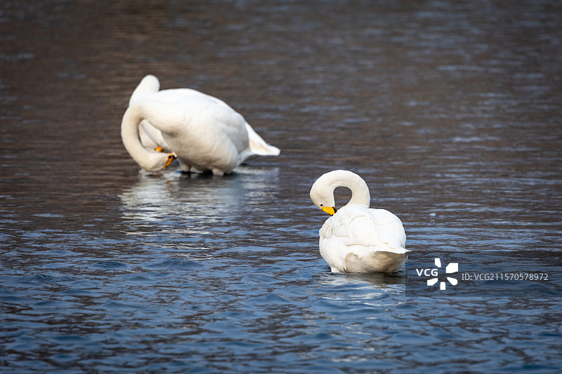 红村的天鹅图片素材