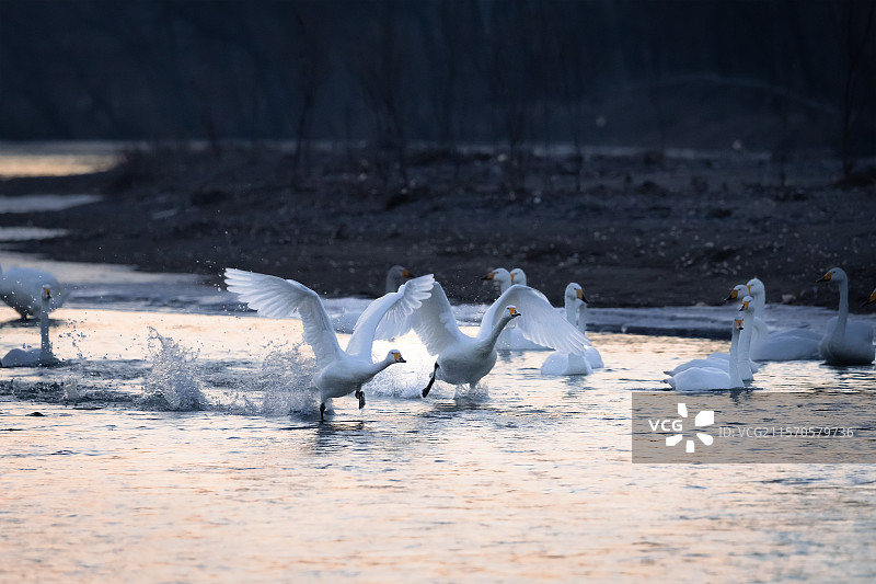 红村的天鹅图片素材