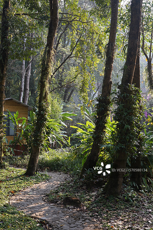 云南瑞丽莫里热带雨林图片素材