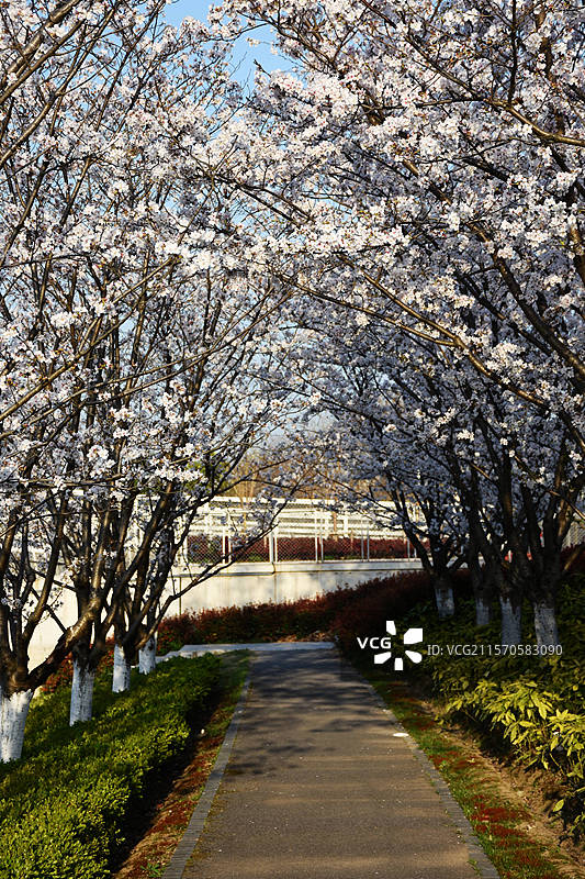 染井吉野樱，拍摄于上海市奉贤区南桥镇市民公园图片素材