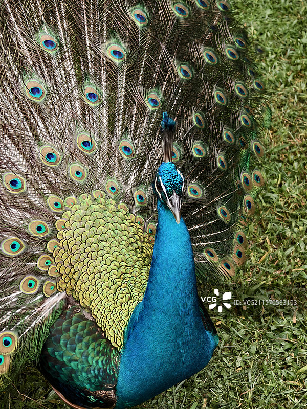 孔雀开屏图片素材