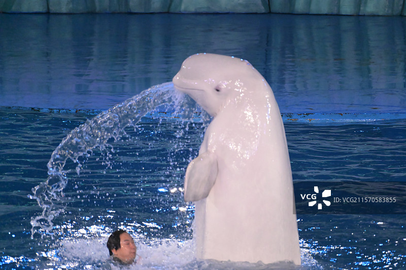 青岛极地海洋公园图片素材