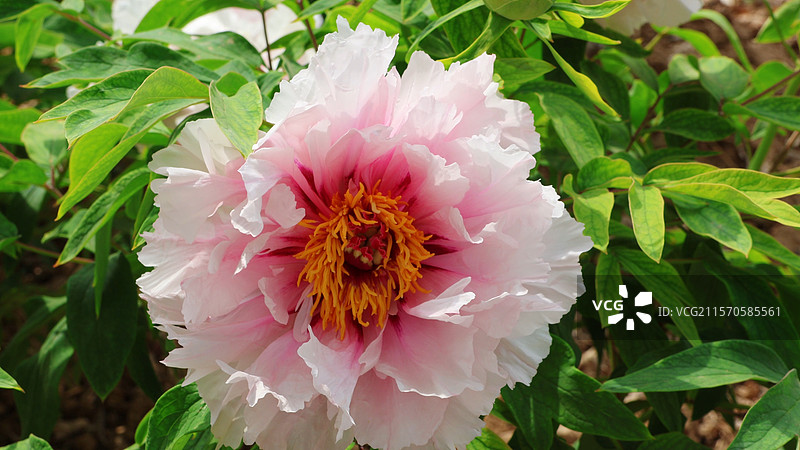 菏泽 牡丹花 曹州牡丹园 国花图片素材
