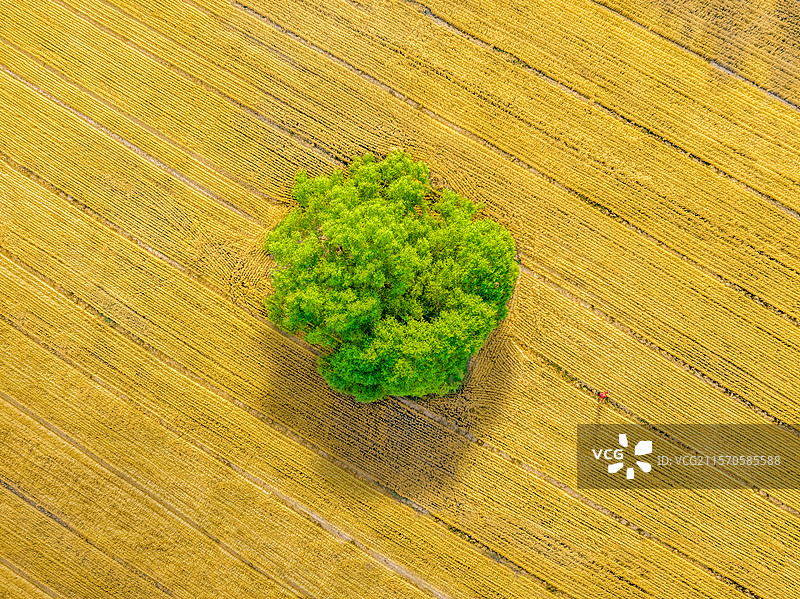 小麦丰收在望图片素材