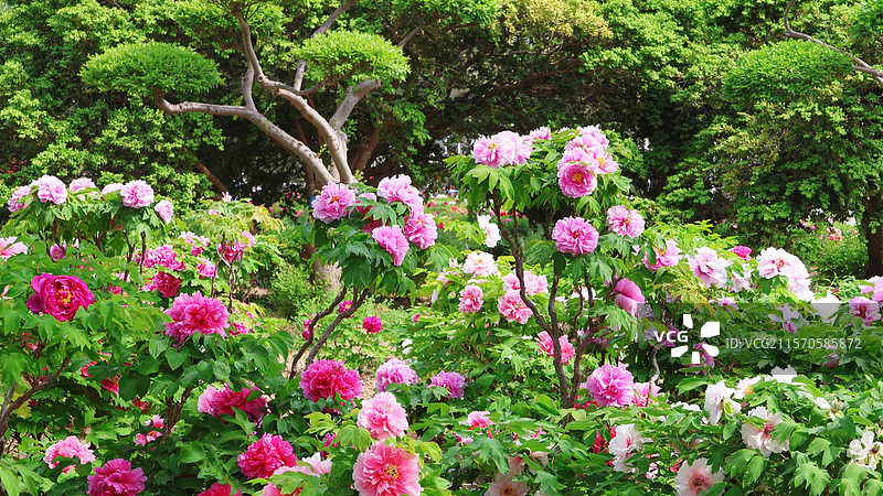 菏泽 牡丹花 曹州牡丹园 国花图片素材