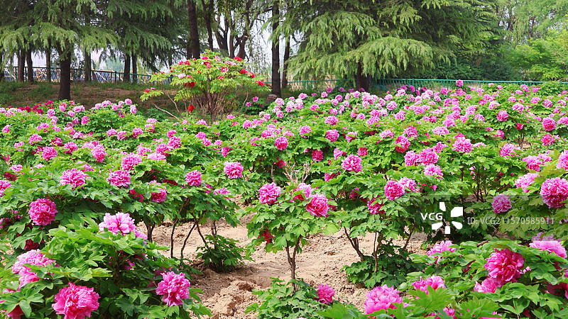 菏泽 牡丹花 曹州牡丹园 国花图片素材