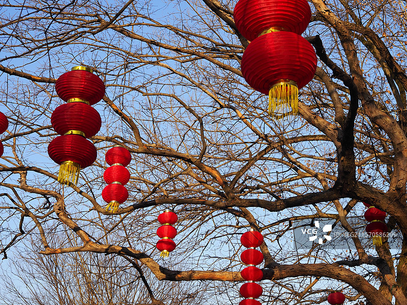 南关厢树上挂着红灯笼图片素材