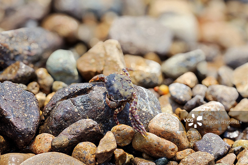 青岛海边礁石上的螃蟹特写图片素材