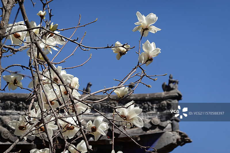 河南安阳羑里城盛开的玉兰花图片素材