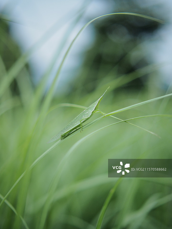 禾叶上的蝗虫特写图片素材