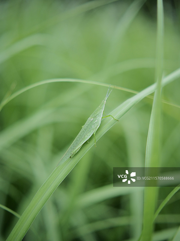 禾叶上的蝗虫特写图片素材