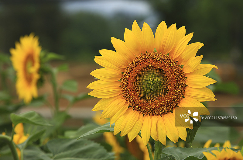 向日葵的花盘图片素材