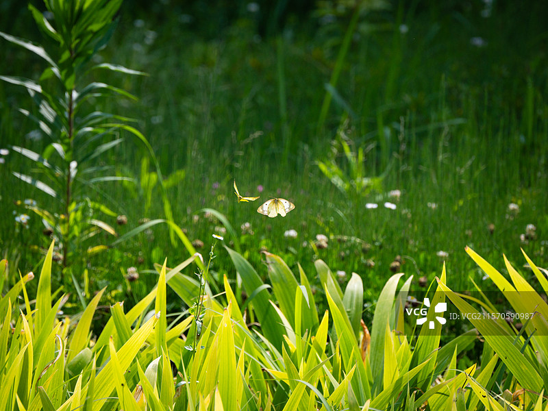 蝶之舞图片素材