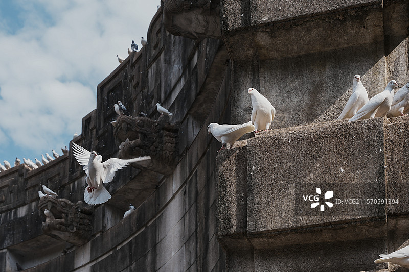 南京音乐台是藏着诗与远方的地方，它是白鸽纷飞的浪漫剧场，是梧桐摇曳的城市音符，更是无数人心中治愈角落图片素材