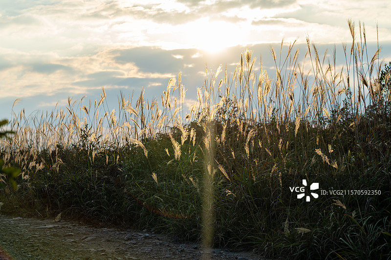 秋季贵阳尖子坡日落时分逆光摇曳的芦苇图片素材