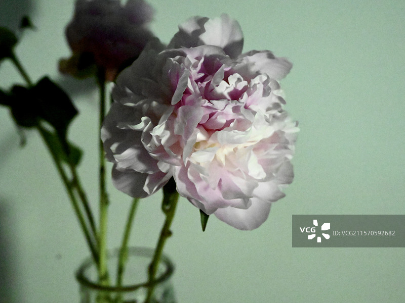 静物粉色芍药图片素材