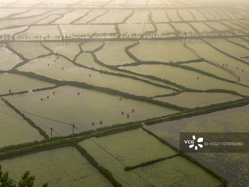 多彩莼菜田图片素材