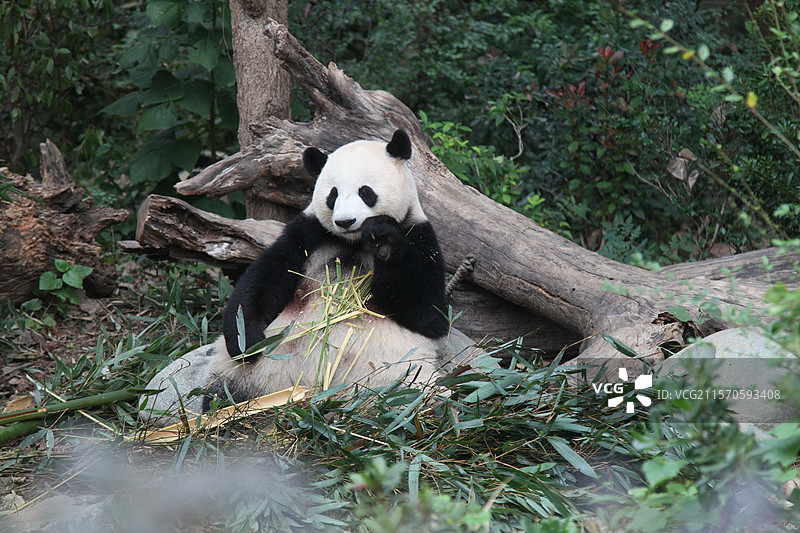 四川省成都大熊猫繁育研究基地成都大熊猫繁育研究基地讲解服务站提供人工讲解服务，费用50-100元不等图片素材