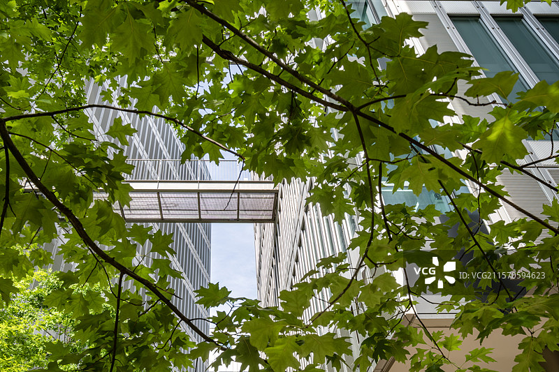 天目里空中连廊下的仰望绿意图片素材