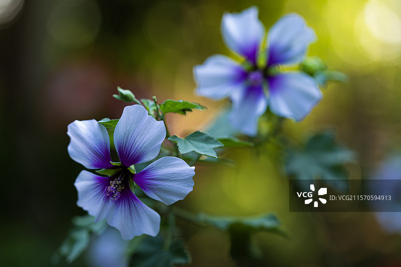 树锦葵 Treemallow图片素材