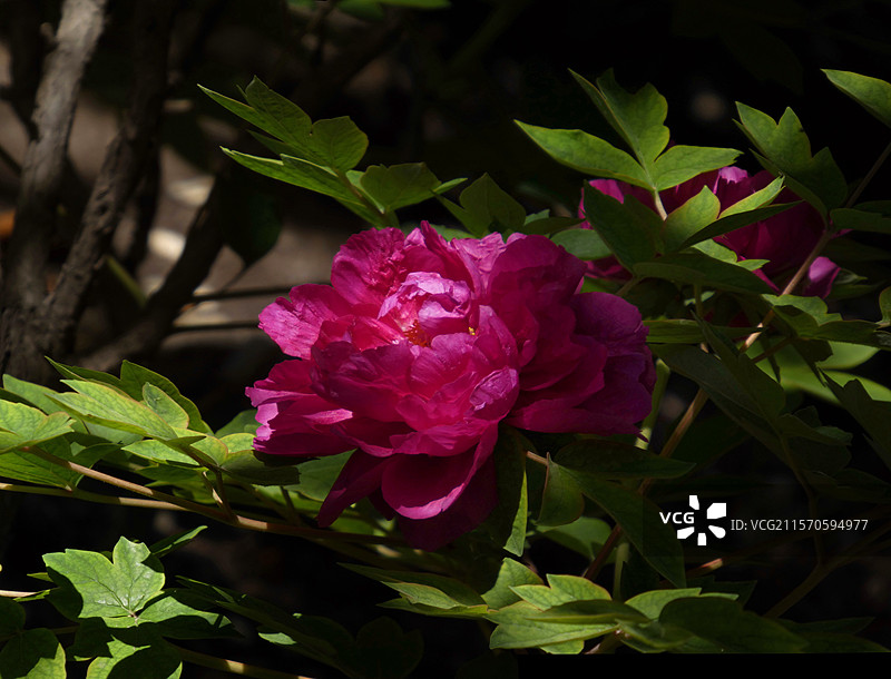 牡丹盛放，花瓣层叠饱满，尽显雍容华贵之态。粉嫩娇艳，花瓣层层舒展，于翠绿叶片衬托下，尽显国色天香之姿图片素材