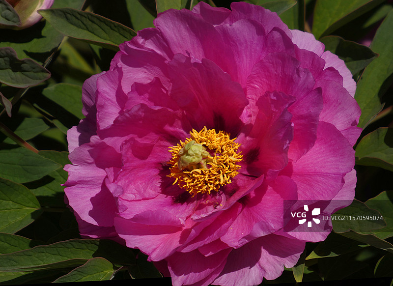 牡丹盛放，花瓣层叠饱满，尽显雍容华贵之态。粉嫩娇艳，花瓣层层舒展，于翠绿叶片衬托下，尽显国色天香之姿图片素材