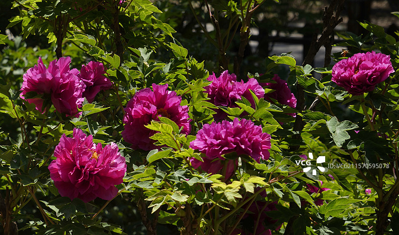 牡丹盛放，花瓣层叠饱满，尽显雍容华贵之态。粉嫩娇艳，花瓣层层舒展，于翠绿叶片衬托下，尽显国色天香之姿图片素材