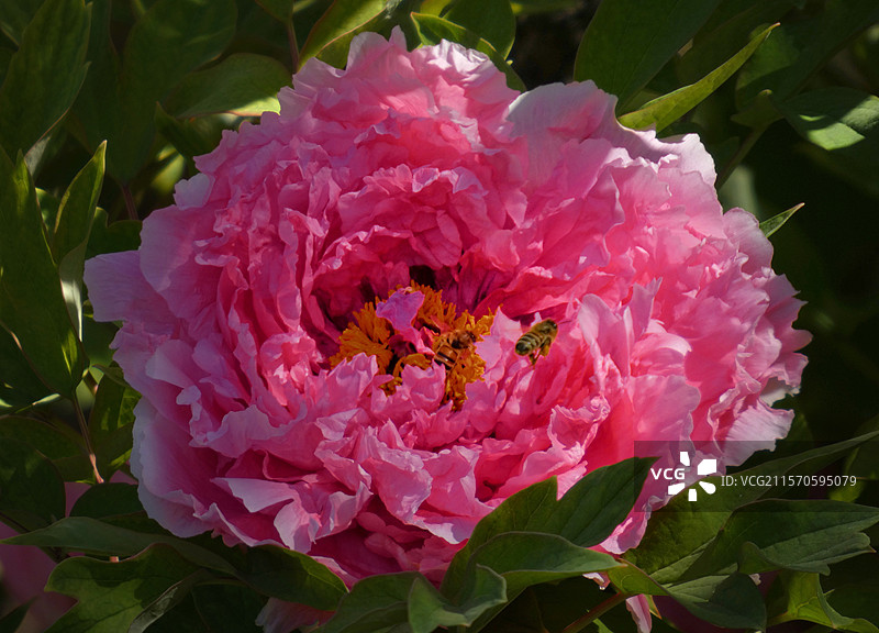牡丹盛放，花瓣层叠饱满，尽显雍容华贵之态。粉嫩娇艳，花瓣层层舒展，于翠绿叶片衬托下，尽显国色天香之姿图片素材