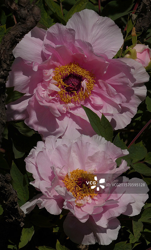 牡丹盛放，花瓣层叠饱满，尽显雍容华贵之态。粉嫩娇艳，花瓣层层舒展，于翠绿叶片衬托下，尽显国色天香之姿图片素材