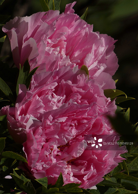 牡丹盛放，花瓣层叠饱满，尽显雍容华贵之态。粉嫩娇艳，花瓣层层舒展，于翠绿叶片衬托下，尽显国色天香之姿图片素材