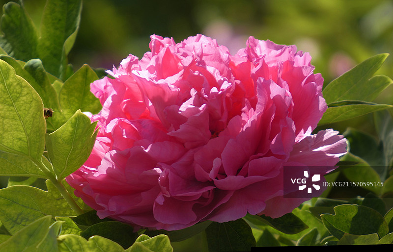牡丹盛放，花瓣层叠饱满，尽显雍容华贵之态。粉嫩娇艳，花瓣层层舒展，于翠绿叶片衬托下，尽显国色天香之姿图片素材