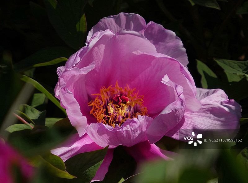 牡丹盛放，花瓣层叠饱满，尽显雍容华贵之态。粉嫩娇艳，花瓣层层舒展，于翠绿叶片衬托下，尽显国色天香之姿图片素材