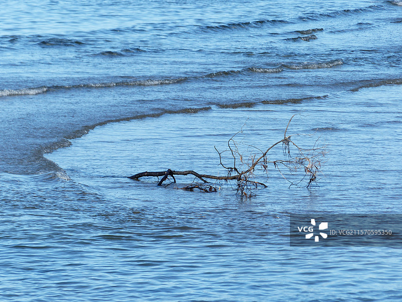 海里的树枝图片素材