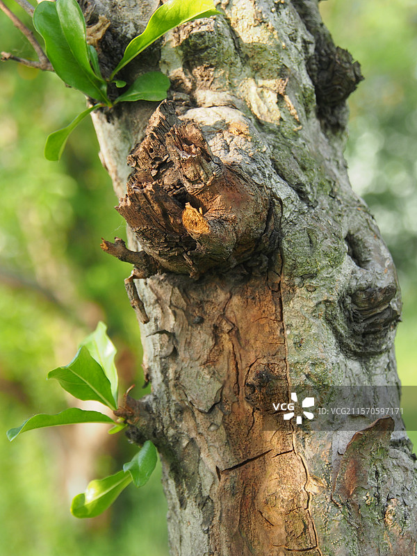 枯树干的纹理图片素材