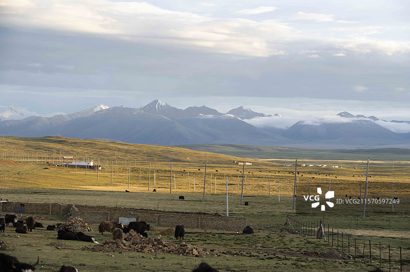 六月的西藏那曲，青藏交界处日落时高原草场图片素材