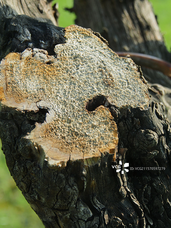 枯树干的纹理图片素材
