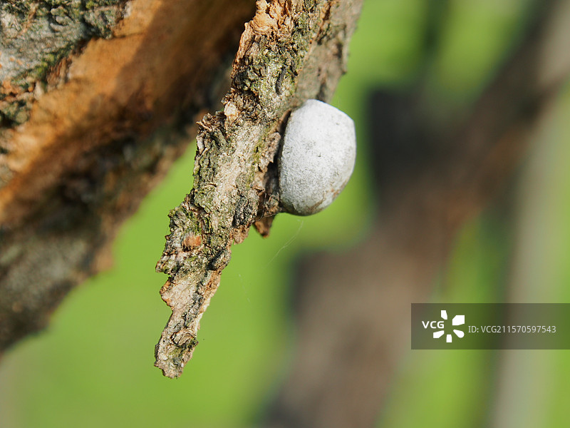 枯树干的纹理图片素材
