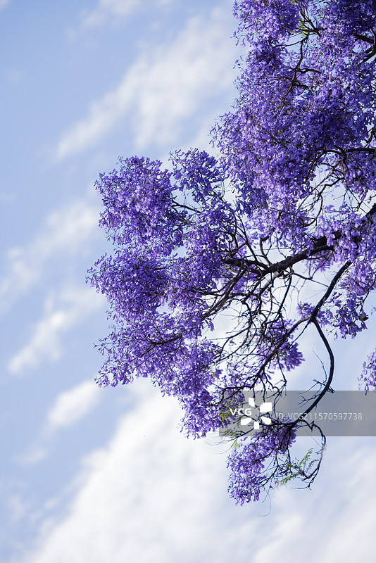 《最热五月季  昆明蓝花楹》二：五月初，昆明蓝花楹主题公园蓝花楹盛放，游人围观，拍照留念，盛况空前。图片素材