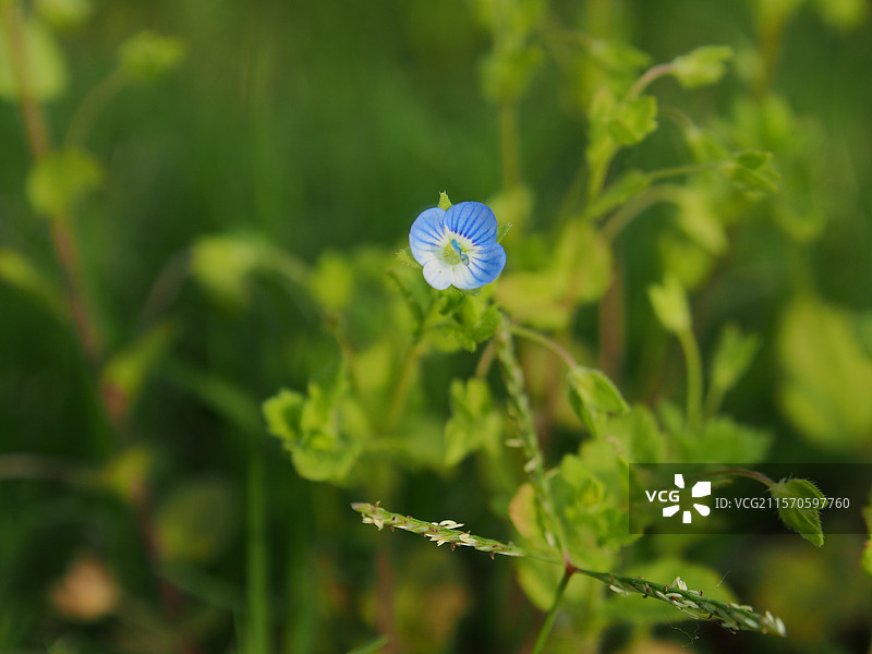 美丽的阿拉伯婆婆纳图片素材