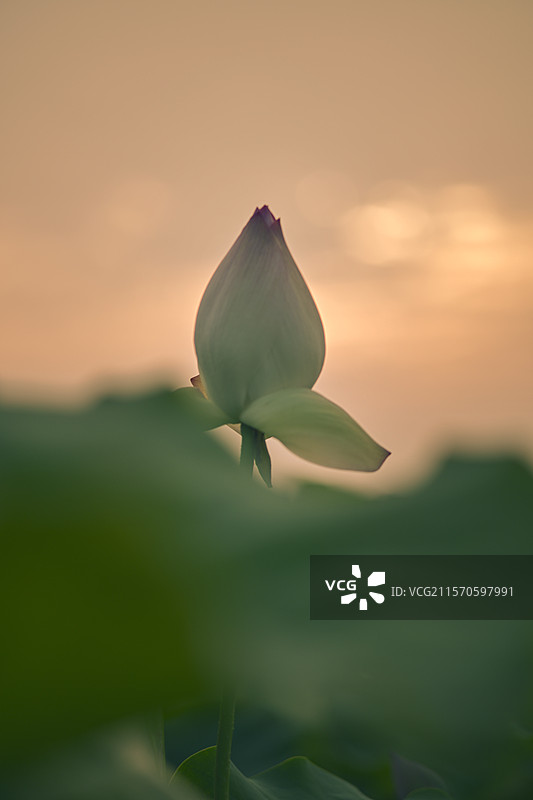 日落时荷花对天空的特写镜头图片素材