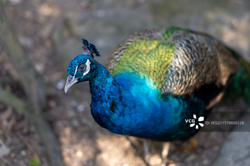 白云山山顶广场鸣春谷天然大鸟笼孔雀图片素材