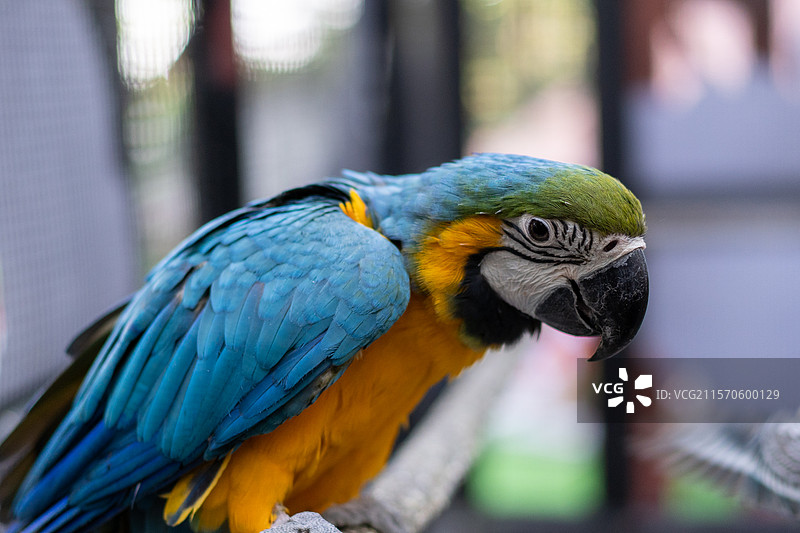 白云山山顶广场 鸣春谷内的大鹦鹉图片素材