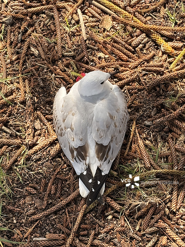 休息的鸟图片素材