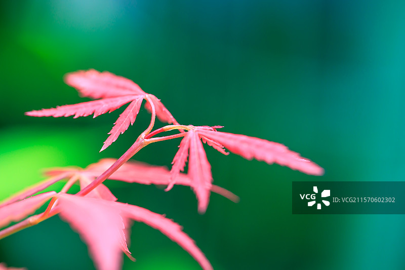 鸡爪槭 枫叶图片素材