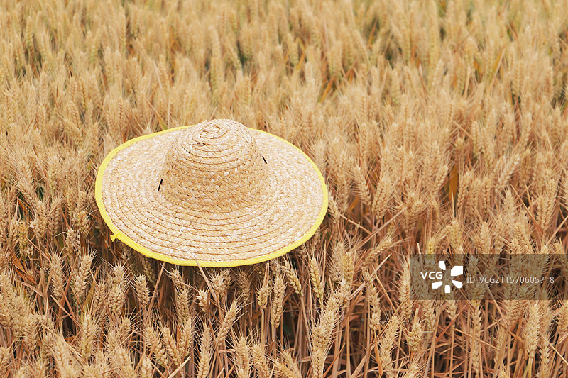 夏天金黄色的麦子小麦草帽图片素材